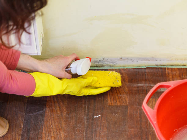 Missouri City, TX Mold Removal Company